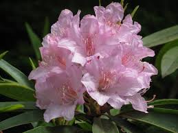 Rhododendron The Official Flower Of Washington State Flowers Rhododendron Broadleaf Evergreen