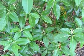 Image result for Lophostemon confertus