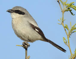 Black Bird With Blue Neck Michigan Logger Headed Shrike Bird Photo Bird Sightings Photo