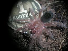 Smith's red knee tarantula, chaco golden knee tarantula. Grammostola Pulchripes