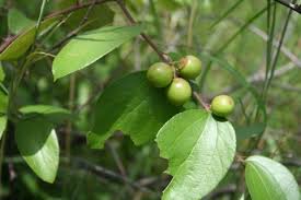 Image result for Rhynchosia resinosa