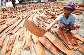 Jual beli kayu manis langsung dari petani dan supplier seluruh indonesia. Ketahui Cara Menanam Kayu Manis Dengan Benar Pak Tani Digital