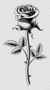 21+ ideas tattoo tiny rose stems #tattoo. Rose Stem Tattoo Photos Royalty Free Images Graphics Vectors Videos Adobe Stock