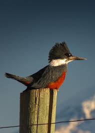 Vous êtes descendu jusqu'ici pour obtenir des informations sur plante aquatique ? Faune Aviaire Les Oiseaux Aquatiques D Argentine