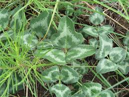 Image result for Vigna frutescens