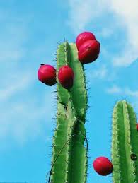 Cao De Pequeno Porte De Origem Mexicana Mandacaru Flor De Cacto Plantas Suculentas