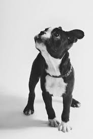 What Is Black And White And Red All Over Joke Boston Terrier Puppies Puppies Terrier Babyhunde Ausgestopftes Tier