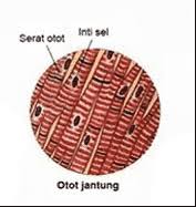 Pengertian jaringan meristem, fungsi, ciri, struktur & jenis / berfungsi sebagai alat gerak aktif. Otot Polos Adalah Pengertian Ciri Jenis Dan Bagiannya