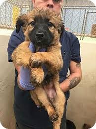 Kc reg puppies from top bloodlines. Denver Co Leonberger Labrador Retriever Mix Meet Bouy A Puppy For Adoption Puppy Adoption Leonberger Pets