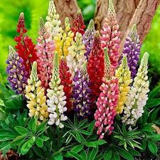 Lupine offers an exclusive collection of the brightest led lights in the world backed by german engineering. Russell Lupine Seeds Minarette Dwarf Flower Seeds In Packets Bulk Eden Brothers