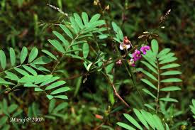 Image result for Indigofera astragalina