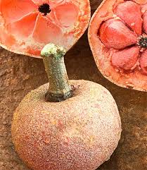 Image result for Pentadiplandra