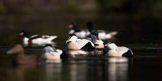 Beide eiderenten sind in der mauser. Eiderente Wasservogel Natur Und Tierpark Goldau
