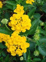 Lantana Chapel Hill Gold Lantana Flower Garden Design Flower Garden
