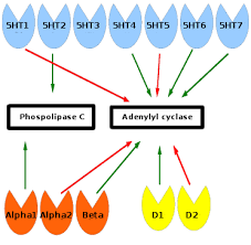 Biology Of Depression Wikiwand