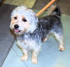 Brownie finds a new family through dog rescue