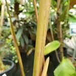 Image result for Marantochloa purpurea