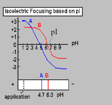 isoelectric point analysis gel protein