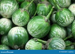 Image result for Solanum macrocarpon
