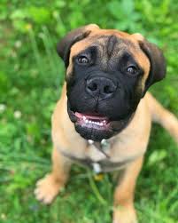 She is gentle, loving laid back but still doesn't know quite how big she is. 42 Boxer Mix Breeds