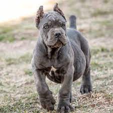 R/canecorso is a community open to discussion of the cane corso, whether you are new to the breed, looking to add one to your family or are an existing owner. Cria De Cane Corso Venta De Cane Corsos Comprar Cachorros Cane Corso Online