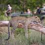 Kruger National Park safari packages from moafrikatours.com