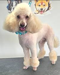 Gentle dog grooming in Rochester, PA
