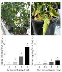 Frontiers Tomato Fruits A Good Target For Iodine Biofortification Plant Science