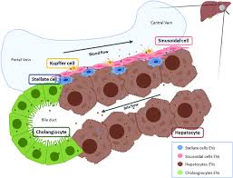 Check spelling or type a new query. Liver Architecture And Evs Interactions Between Different Liver Cell Types Download Scientific Diagram