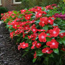 These include cultivars producing blooms in a range of colors and others that are grown for their variegated foliage. Orange Flowering Vinca Periwinkle Flower Seeds