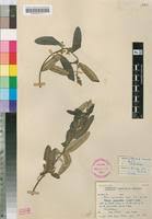 Image result for Ozoroa paniculosa