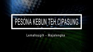 Nomor hp pengelola kebun teh cipasung majalengka / nomor hp pengelola kebun teh cipasung majalengka nomor hp pengelola kebun teh cipasung majalengka perkebunan teh cula mega knpi desa cipasung lemahsugih kalau iya tenang temennya banyak wkwk tidak hanya. Visit Majalengka Pesona Kebun Teh Cipasung Youtube