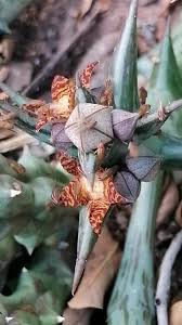 Image result for Kleinia schweinfurthii