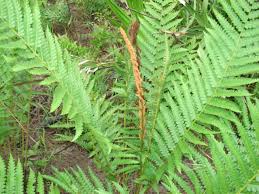 Image result for Osmundaceae