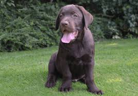 Maybe you would like to learn more about one of these? Labrador Retriever Puppies For Sale Pure Breed Pups Pet Mania Dubai