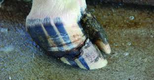 Image result for hoof disease chart for cow