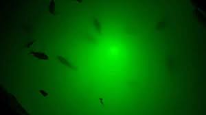 Fishing With Green Lights Texas Fish Game Magazine
