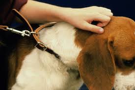 We did not find results for: 5 Ways To Avoid Sores Burns On Your Dog S Neck Electric Dog Collars
