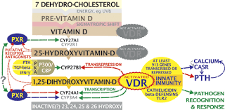 science behind vitamin d mpkb