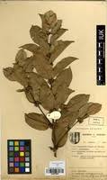 Image result for Cassipourea congoensis