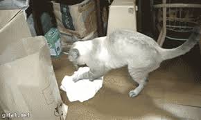 That cat must be studying kung fu or something. Tidy Cat Cats Funny Animals Tidy Cats