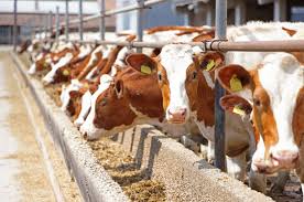 38,300+ Animal Husbandry Stock Photos, Pictures & Royalty-Free Images -  iStock | Agriculture and animal husbandry