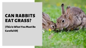 Providing roughage in the form of hay and grass can keep their digestive tract on line. Can Rabbits Eat Grass This Is What You Must Be Careful Of