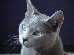 Bleu Russe Chats Gris Chats Bleus Chat Chartreux