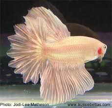 The Pet Directory Australia Aquarium World S Largest Online Pet Directory The Pet Directory