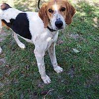 Available Pets At Humane Society Of Lake County In Umatilla Florida Humane Society No Kill Animal Shelter Lake County