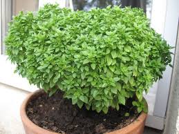 Fesleğen bakımı nasıl yapılır ve fesleğen çiçeğinin özellikleri nedir sorularının cevapları internette sıklıkla aranan konular arasında geliyor. Feslegen Tohumu Ekimi Ve Bakimi Turkiye Nin En Organik Platformu