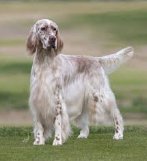 Setters have been recorded in ireland since the 1700's. American English Setter English Setter Dogs English Setter Puppies Setter Dogs
