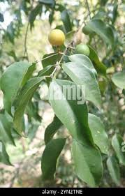 Image result for Strychnos usambarensis