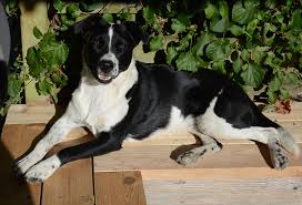 Maybe you would like to learn more about one of these? Three Rivers Humane Society Where Love Finds A Home